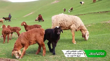 دشت‌های ولایت فاریاب افغانستان در آستانه نوروز