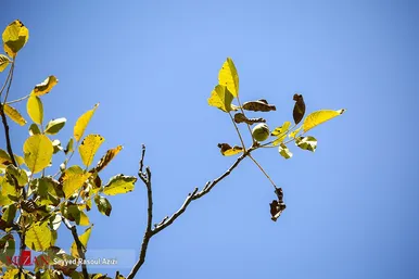 برداشت گردو در اطراف شهر درگز