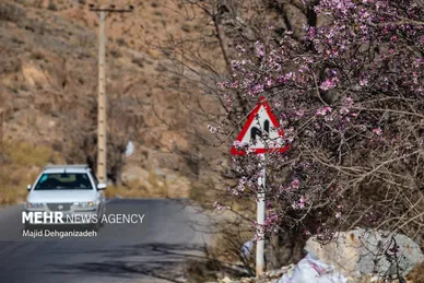 ایران زیباست | بوی بهار در زمستان کویر