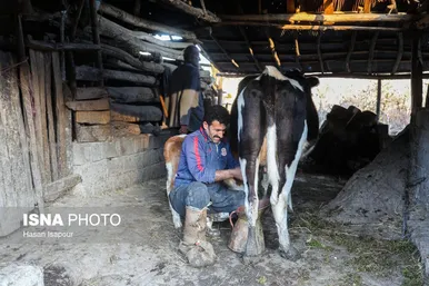 گزارش تصویری | دامداری سنتی گالش مِنزل - سوادکوه
