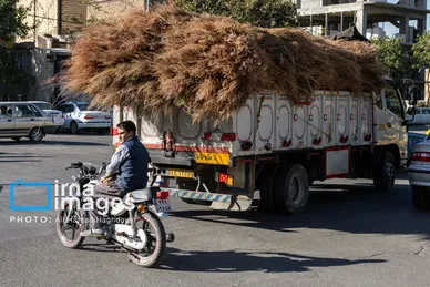 گزارش تصویری | جاروی سنتی قَرامَلِک