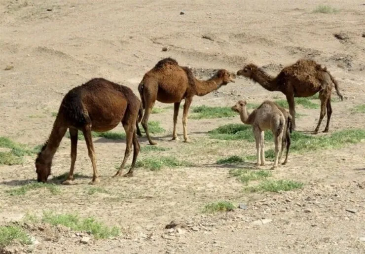 شتر کم‌مصرف و پربهره است | لزوم فرهنگ‌سازی پرورش شتر و مصرف گوشت آن در استان