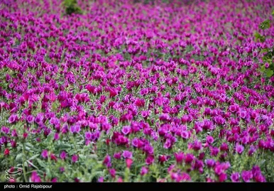 ایران زیباست | برداشت گل گاو زبان در روستای سجیران گیلان