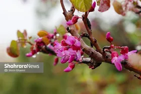 پیش&zwnj;بینی بارندگی&zwnj;های بهاره در خراسان رضوی و ۱۹ استان (پنجشنبه، ۳۱ اردیبهشت ۱۴۰۵)