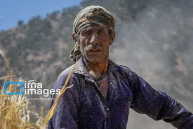 گزارش تصویری | فصل برداشت محصول عشایر بختیاری