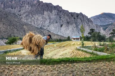 گزارش تصویری | برداشت سنتی برنج در سوادکوه