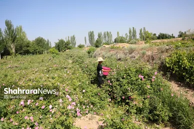 گزارش تصویری | برداشت گل محمدی در روستای فرخد