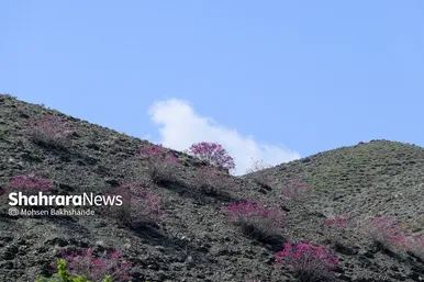 ایران زیباست | «ارغوان» پنجه‌ی خونین زمین