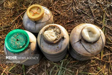 برداشت نیشکر در مازندران