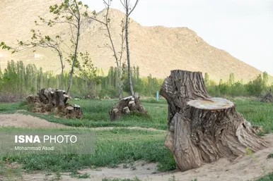 گزارش تصویری | قطع گسترده درختان روستای «اسکان» - شازند