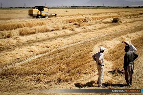 واریز ۵۷۸ میلیارد ریال غرامت به خسارت&zwnj;دیدگان کشاورزی خراسان&zwnj;رضوی (۱ بهمن ۱۴۰۲)