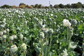 توضیحات مدیرکل ستاد مبارزه با موادمخدر درباره کشت خشخاش در ایران