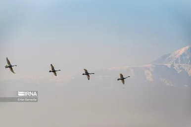 روز جهانی پرندگان مهاجر