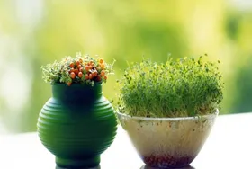 راهکارهایی برای نگهداری از سبزه عید