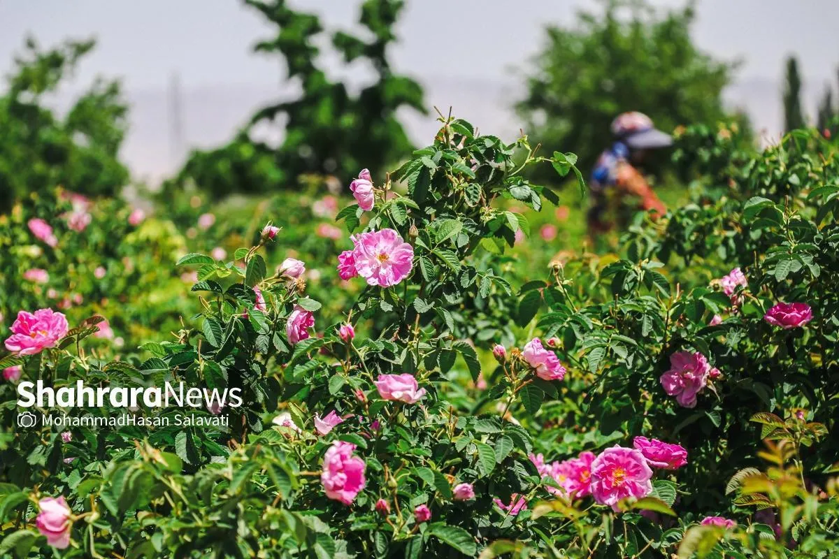 عربستان سعودی، گل محمدی ایران را به نام خود ثبت جهانی کرد