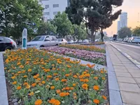 آغاز کاشت ۳ میلیون بوته گل بهاره-تابستانه در مشهد