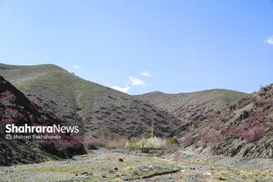 ایران زیباست | «ارغوان» پنجه‌ی خونین زمین