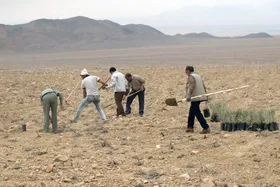 ۲۶۰۰۰ هکتار طرح و پروژه بیابان زدایی در شهرستان بردسکن اجراشد