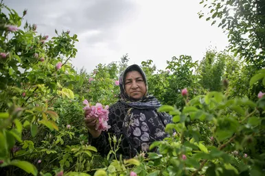 برداشت گل محمدی در روستای فرخد