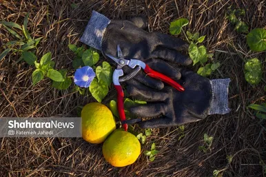 گزارش تصویری | برداشت نارنگی از باغات هاشم‌آباد گرگان