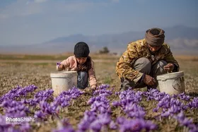 بحران کم&zwnj;آبی در ۳۱ درصد از مزارع زعفران گناباد