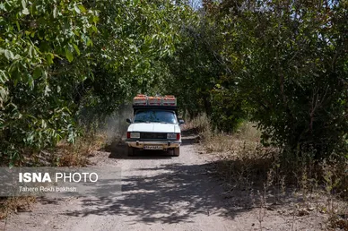 گزارش تصویری | شهرستان تاکستان قطب انگور ایران