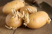 سیب زمینی درونت را نادیده بگیر