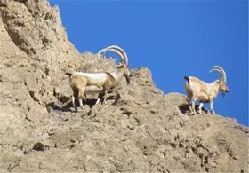 هشدار محیط زیست از روند تخریب زیستگاه&zwnj;ها در استان تهران