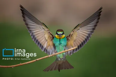 گزارش تصویری | پرنده‌ای به نام زنبور خوار اروپایی