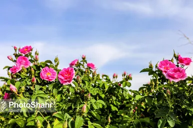 برداشت گل محمدی در روستای فرخد