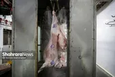 افزایش ۳۴ درصدی عرضه گوشت قرمز به کشتارگاه‌ها | زنگ خطر برای کشتار دام مولد (۲۸ آبان ۱۴۰۴)