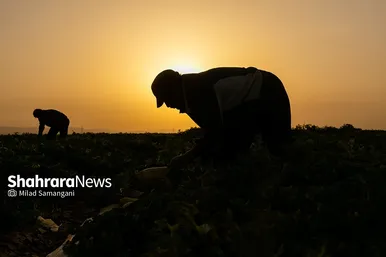 فصل برداشت خربزه‌ جامی