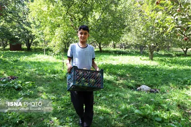 برکت خاک ایران | فصل برداشت سیب پاییزی – اهر