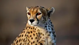ویدئو| خطر در کمین یوز&zwnj;پلنگ&zwnj;ها