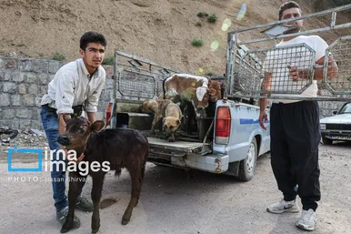 گزارش تصویری | «جاده چالوس» گذرگاه بهاری عشایر