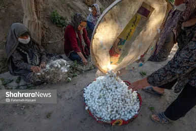 گزارش تصویری | نوغانداری، تولید ثروت از کرم ابریشم در جاده ابریشم