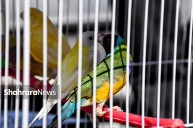 عکس‌هایی از جمعه‌بازار پرنده‌فروشان در شمال شرق مشهد