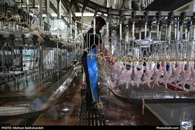 تولید مرغ با ارز نیمایی در خراسان رضوی از تیرماه&nbsp;آغاز می&zwnj;شود