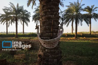 گزارش تصویری | برداشت خرما از نخلستان‌های کارون