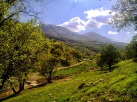 پروانه جوانه&zwnj;خوار، تهدیدی علیه طبیعت زاگرس | عملیات مقابله با این پدیده آغاز شده است