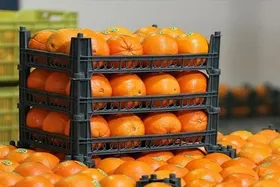ویدئو | وزیر جهاد کشاوری: میوه شب عید به استان&zwnj;ها واگذار شد