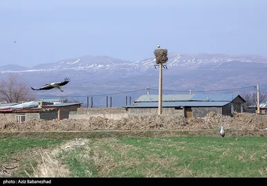 ایران زیباست | همزیستی لک لک‌ها در روستای کپر جودکی بروجرد با مردم روستا