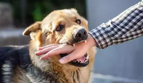 واکسیناسیون بیش از ۳۱ هزار حیوان علیه هاری در خراسان رضوی