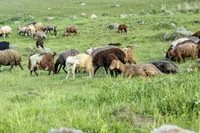 نرخ روز دام زنده در بازار امروز مشهد (۸ خرداد ۱۴۰۳) | پیش&zwnj;بینی نرخ گوشت قرمز در بازار