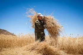 تیر خلاص تامین&zwnj;اجتماعی به معافیت&zwnj;های بیمه&zwnj;ای کشاورزی