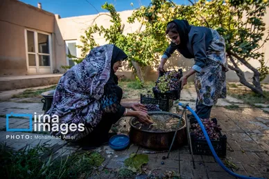 گزارش تصویری | رویان؛ شهر انگور