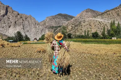 گزارش تصویری | برداشت سنتی برنج در سوادکوه