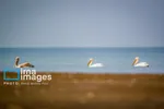 ایران زیباست | بازگشت فلامینگوها به سواحل مازندران