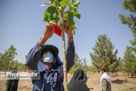 کاشت ۲هزار درخت  در مشهد به یاد شهدا در روز درختکاری