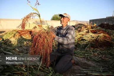 گزارش تصویری | جاروبافی در روستای ملاحسن